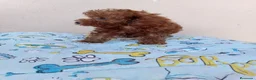 Caniche Toy perros en venta: Caniche toy  - Anuncio 8