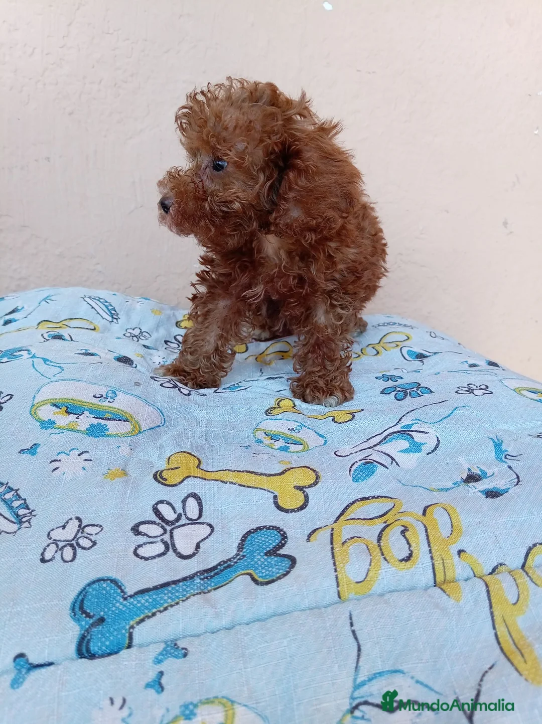 Caniche Toy perros en venta: Caniche toy  - Anuncio 8