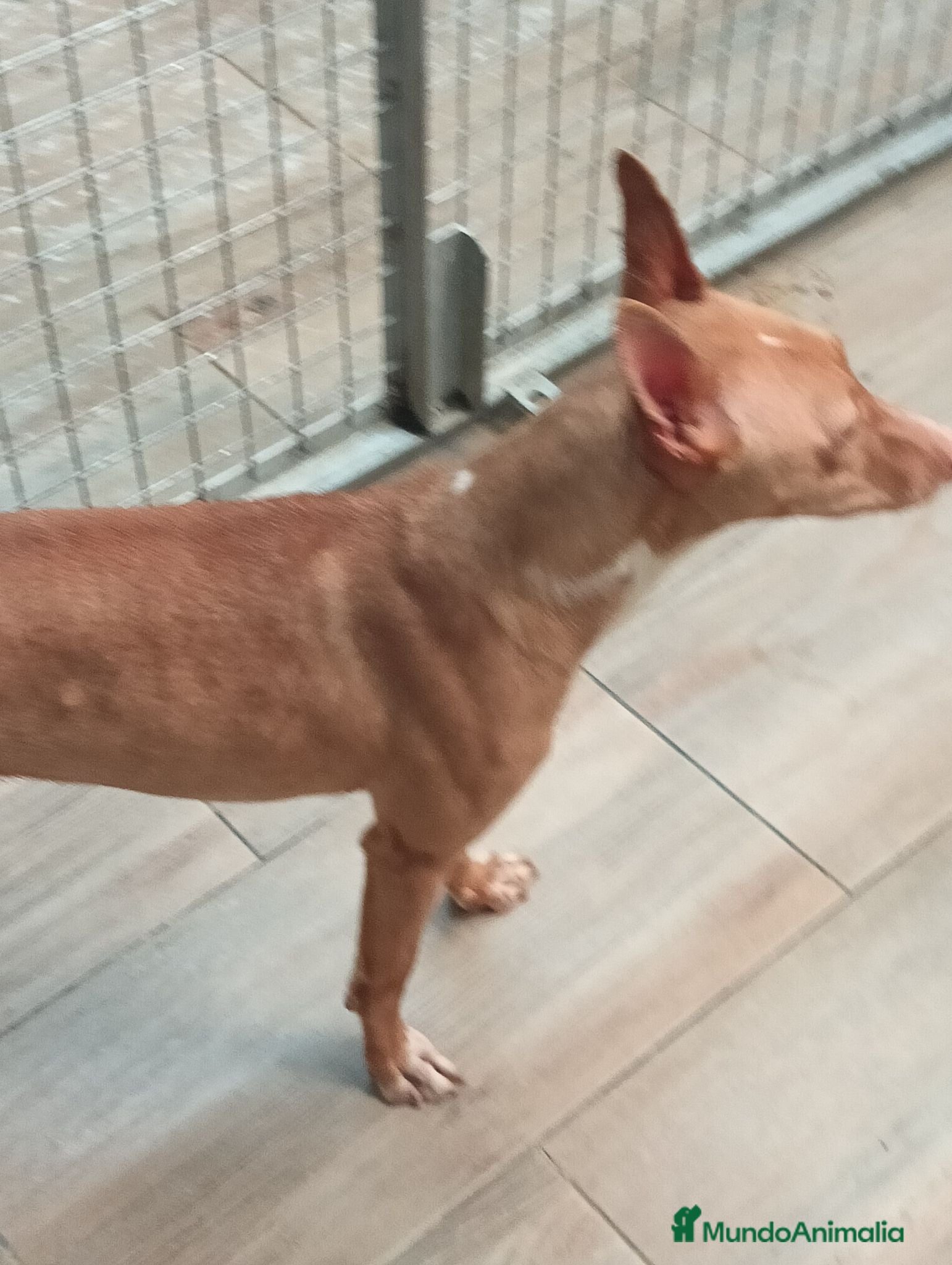 Podenco Andaluz perros Podenco andaluz  - Anuncio 1