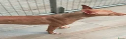 Podenco Andaluz perros en venta: Podenco andaluz  - Anuncio 1
