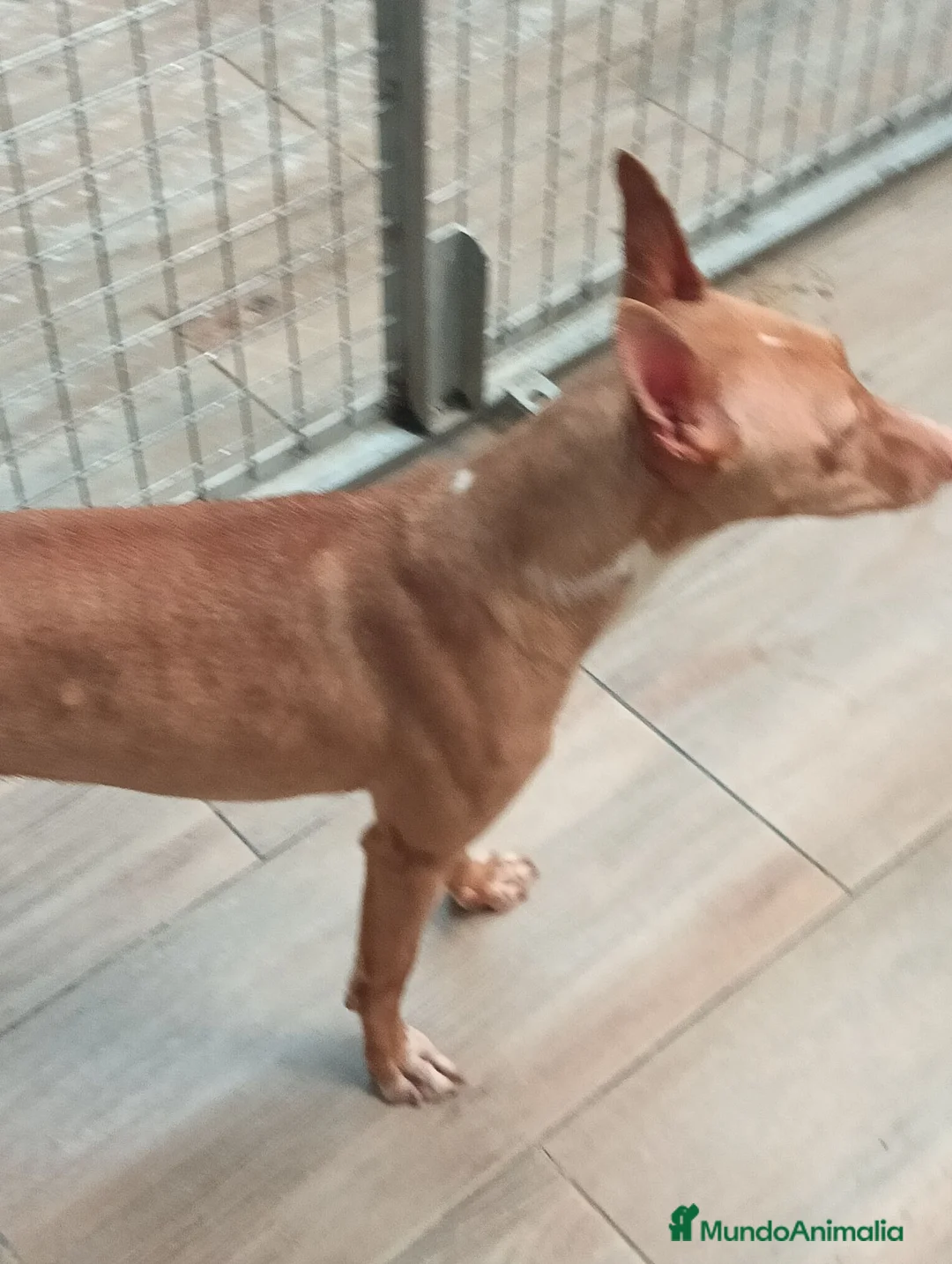 Podenco Andaluz perros en venta: Podenco andaluz  - Anuncio 1