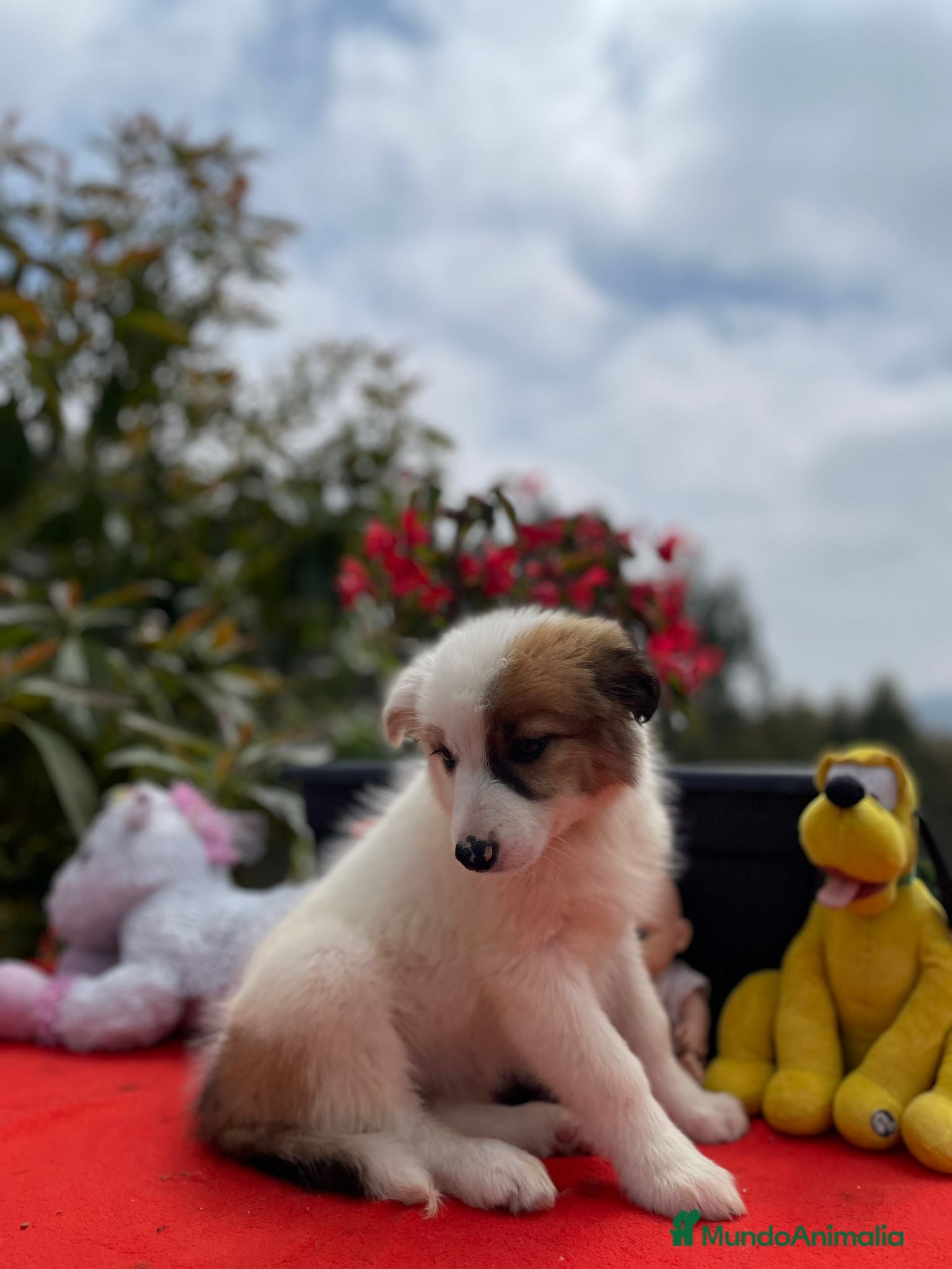 Border Collie perros Border collie. Machos - Anuncio 1