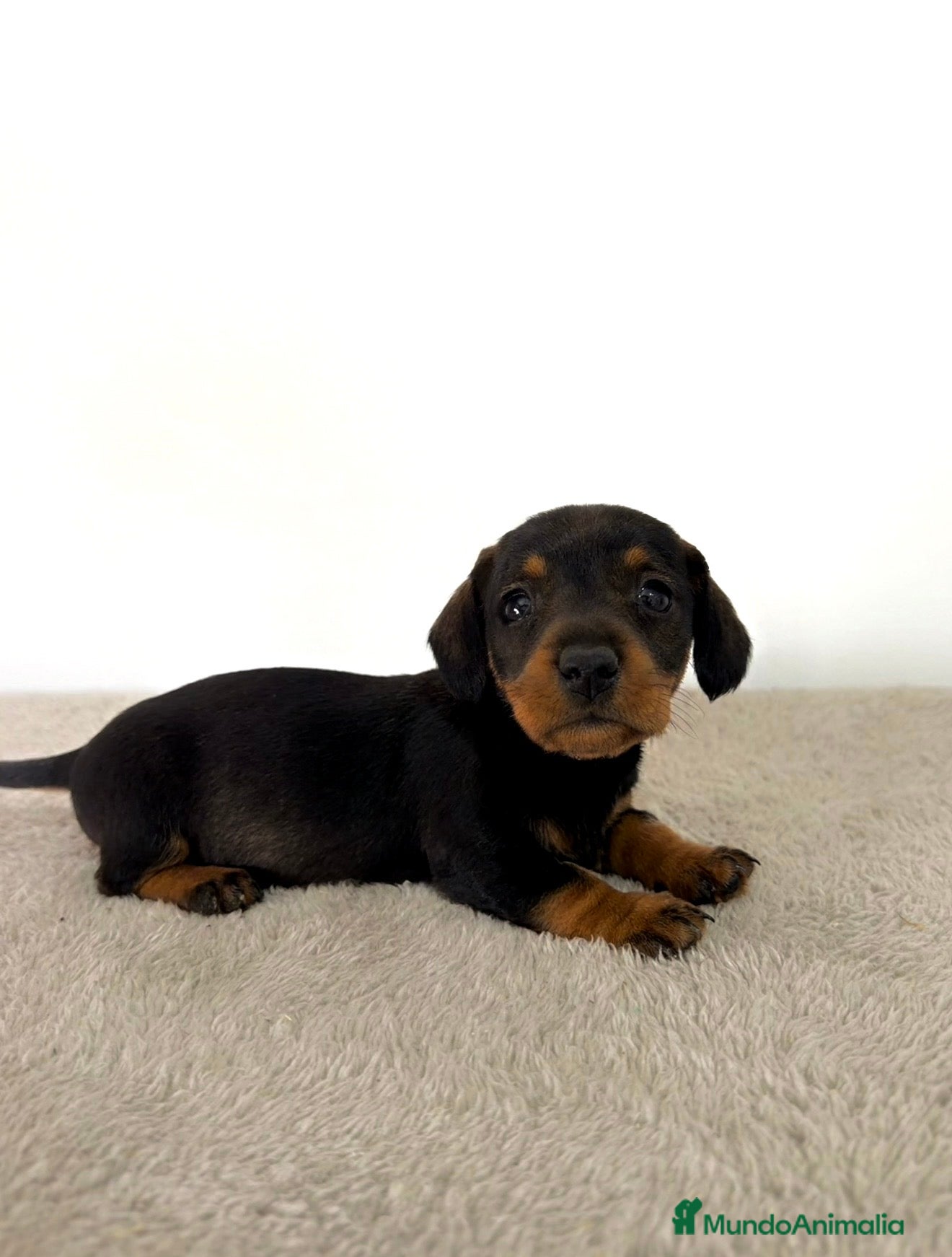 Teckel Miniatura perros TECKEL MINIATURA HEMBRA  - Anuncio 1