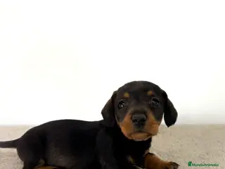 Teckel Miniatura perros TECKEL MINIATURA HEMBRA - Anuncio 1