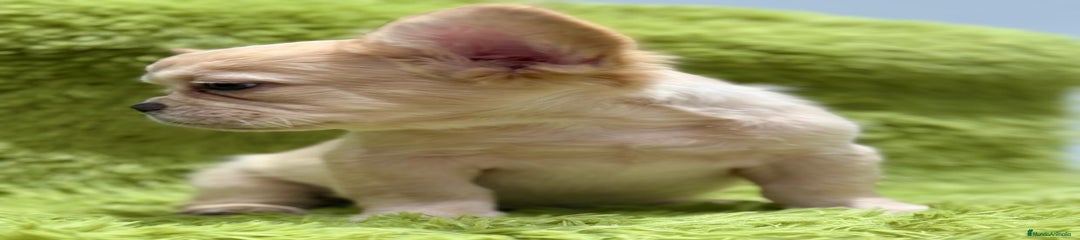 Bulldog Francés Cachorro 1