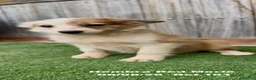 Border Collie perros en venta: Border Collie - Anuncio 6