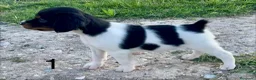 Épagneul Breton perros en venta: Epagneul Bretón  - Anuncio 5