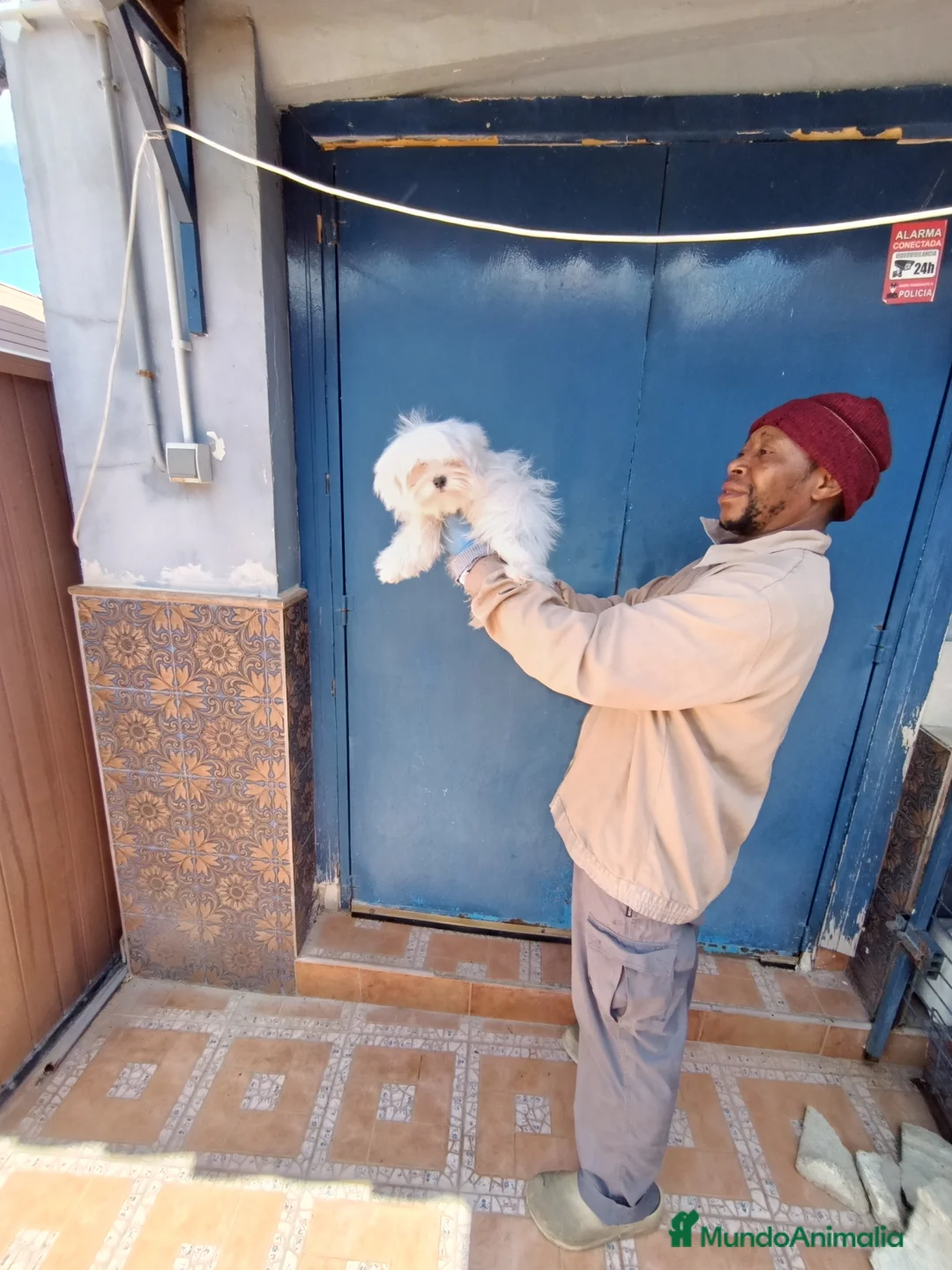 Bichón Maltés perros en venta: Macho 5 meses super chico  - Anuncio 1