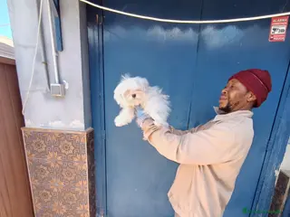 Bichón Maltés perros Macho 5 meses super chico - Anuncio 1