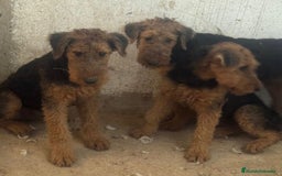Airedale Terrier perros en venta: Airedale terrier - Imagen 2