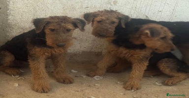 Airedale Terrier perros - Anuncio 4