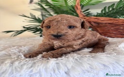 Caniche Toy perros en venta: CANICHE TOY - Imagen 11