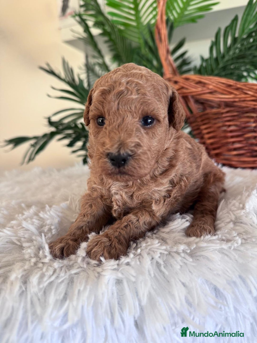 Caniche Toy perros en venta: CANICHE TOY - Imagen 11