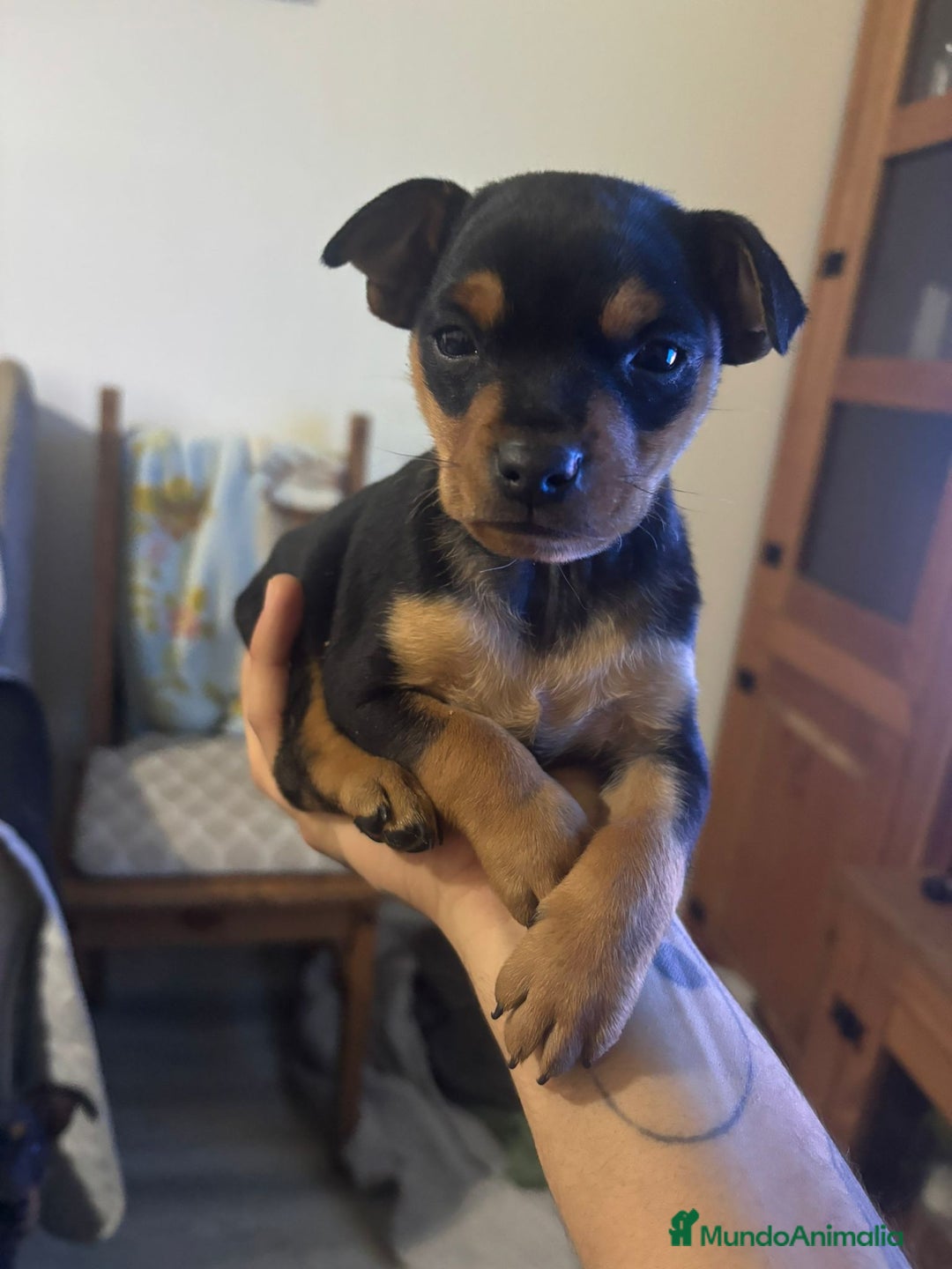 Pinscher Miniatura perros en venta: pincher y raton de praga - Anuncio 2