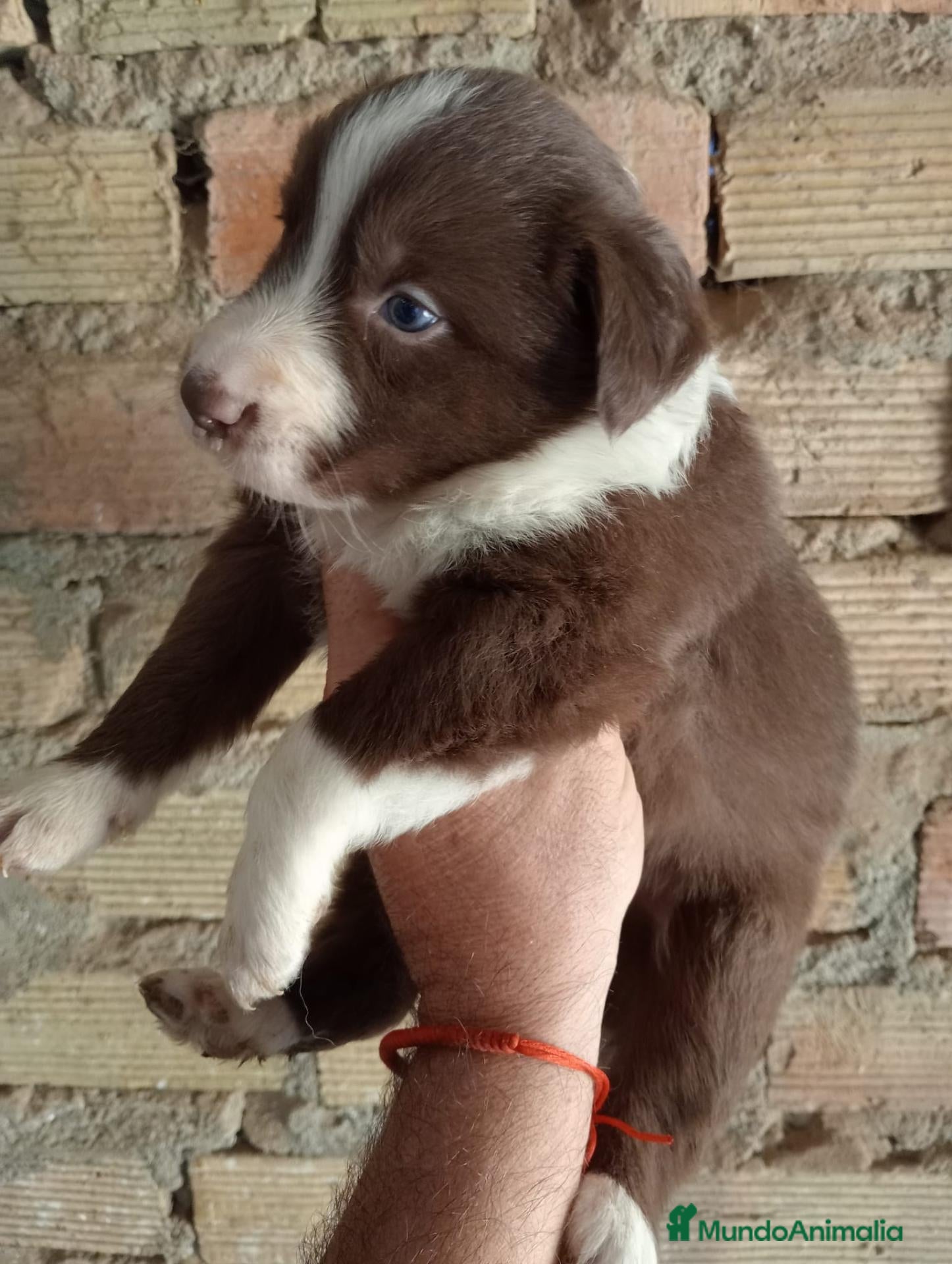 Border Collie perros Bordes collie  - Anuncio 1