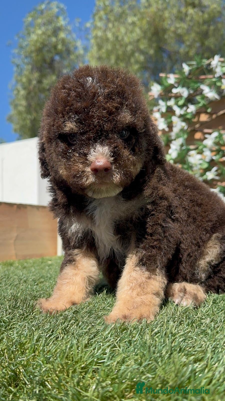 Perro de Agua Español perros en venta: PERRO DE AGUA ESPAÑOL - Anuncio 17