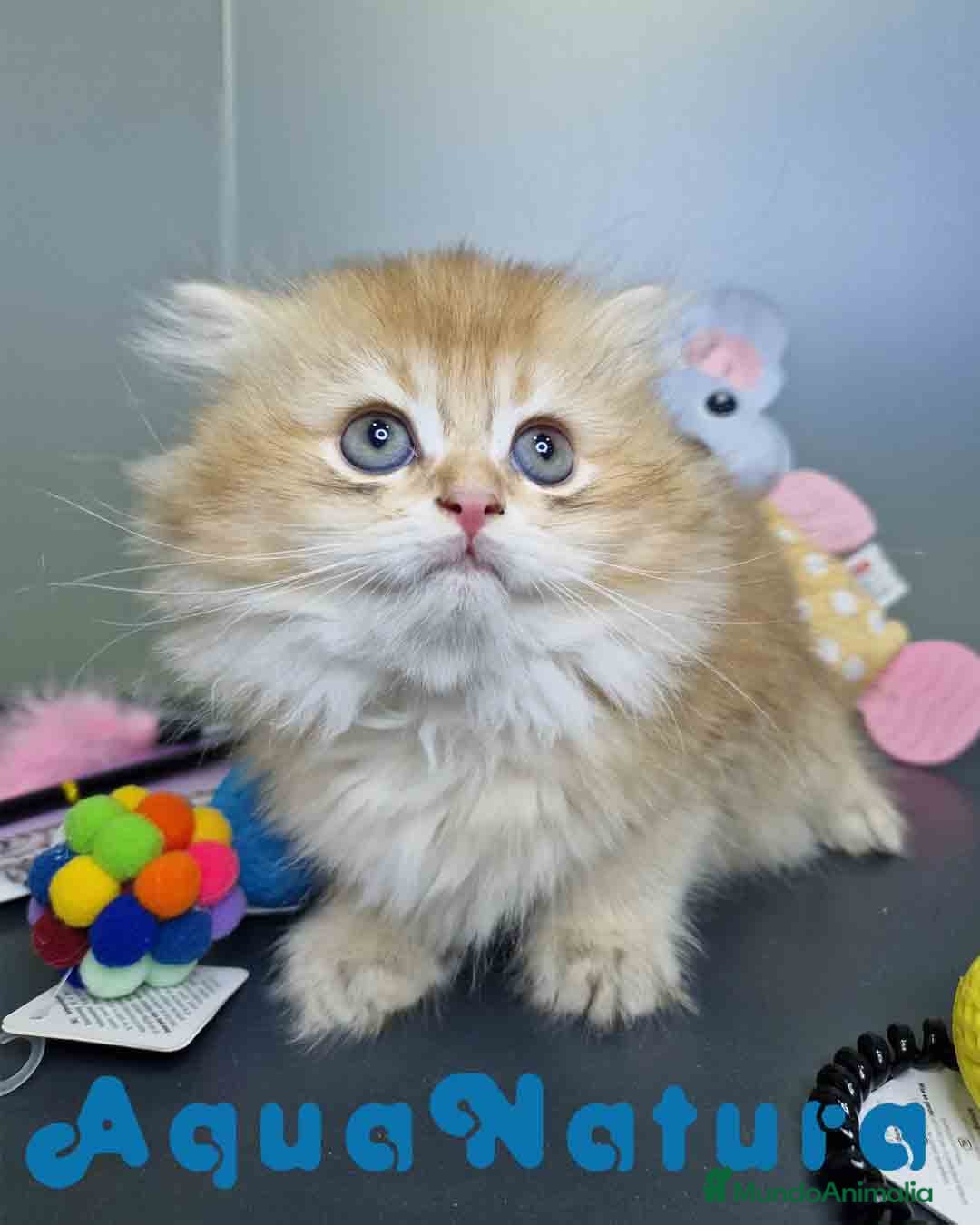 Británico de Pelo Largo gatos en venta:  British Longhair Macho 4517 AQUANATURA - Imagen 2