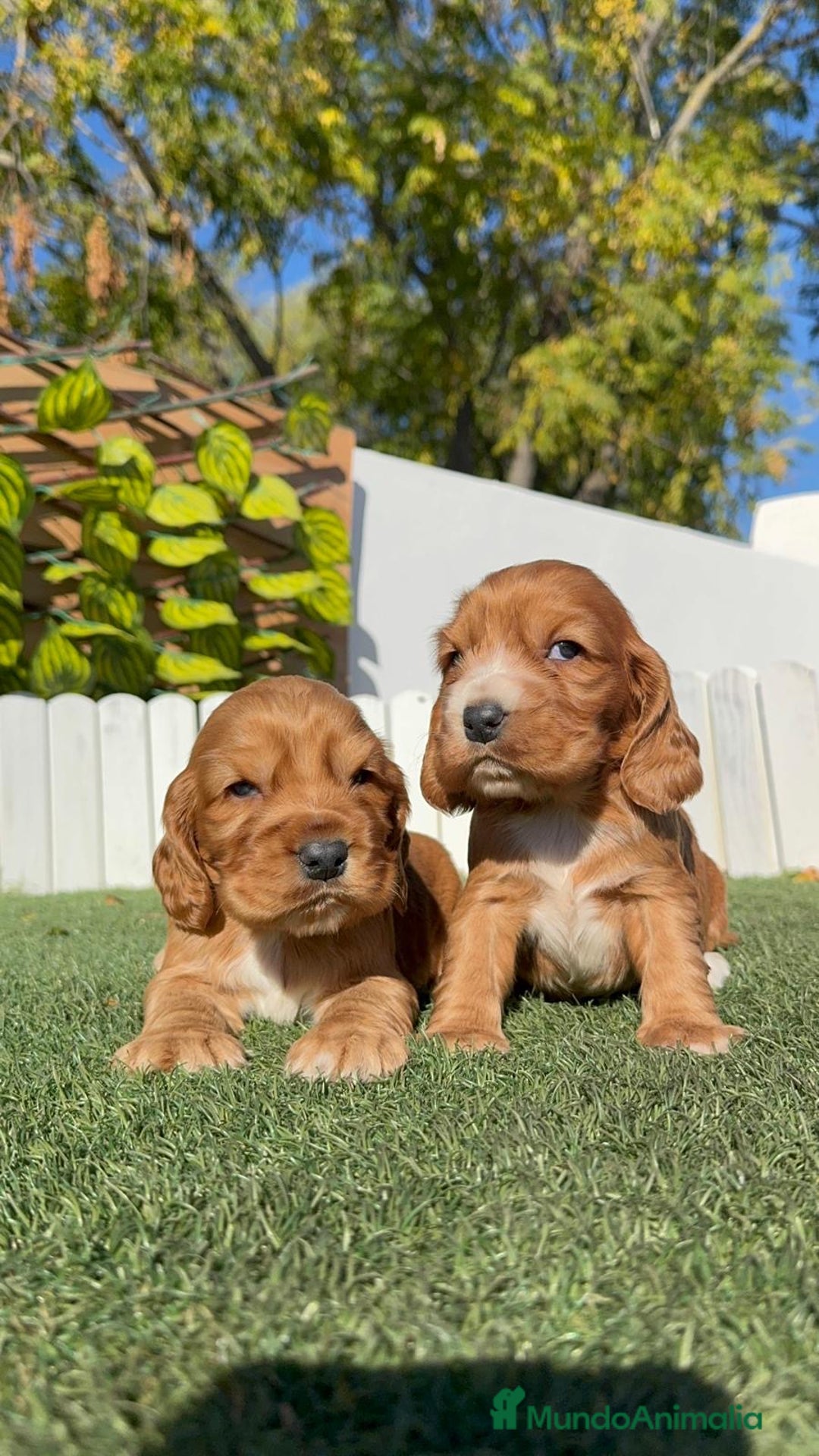 Cocker Spaniel Inglés perros en venta: COCKER SPANIEL INGLES - Anuncio 2