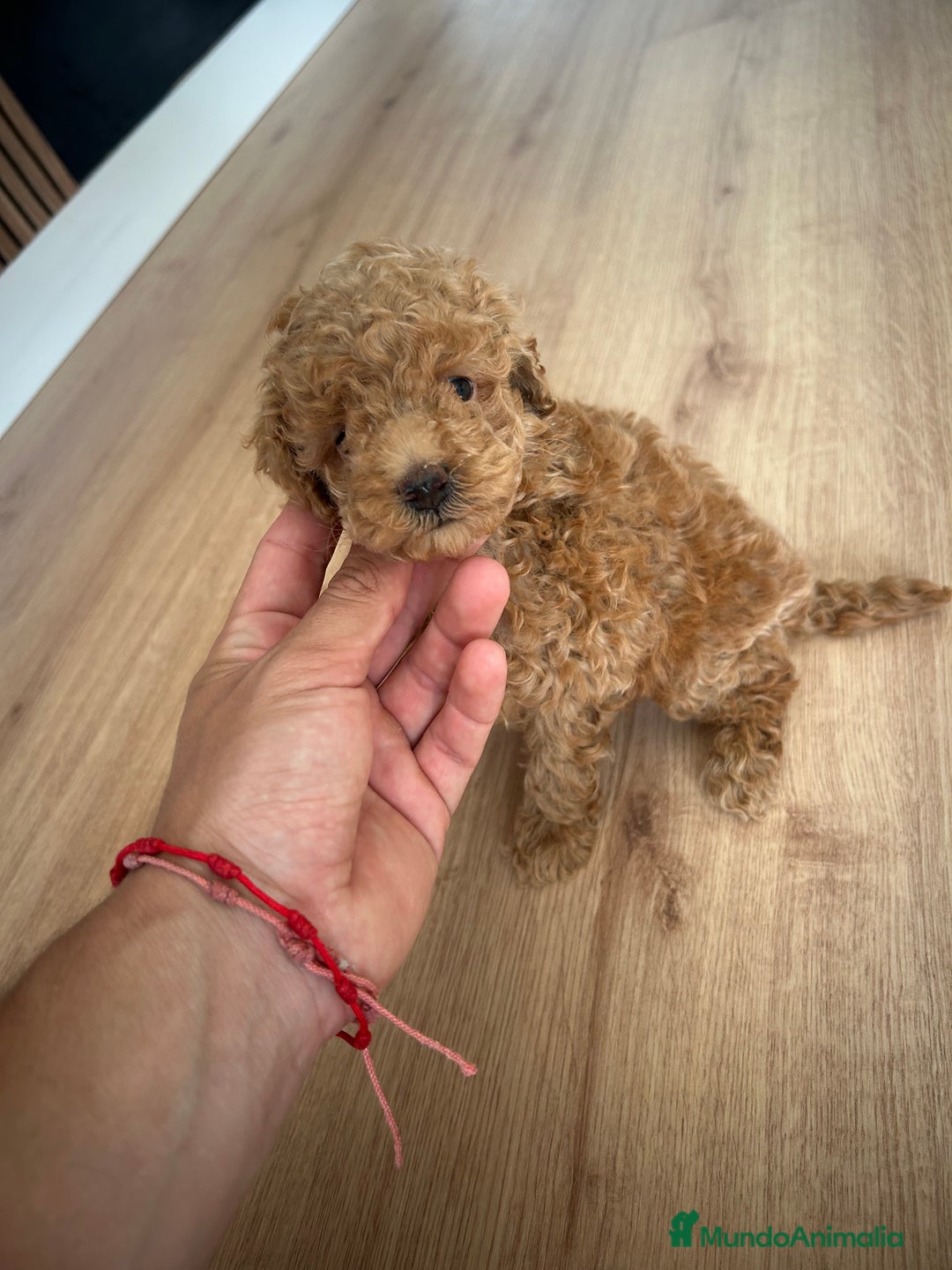 Raza Mixta perros en venta: caniche  - Imagen 6