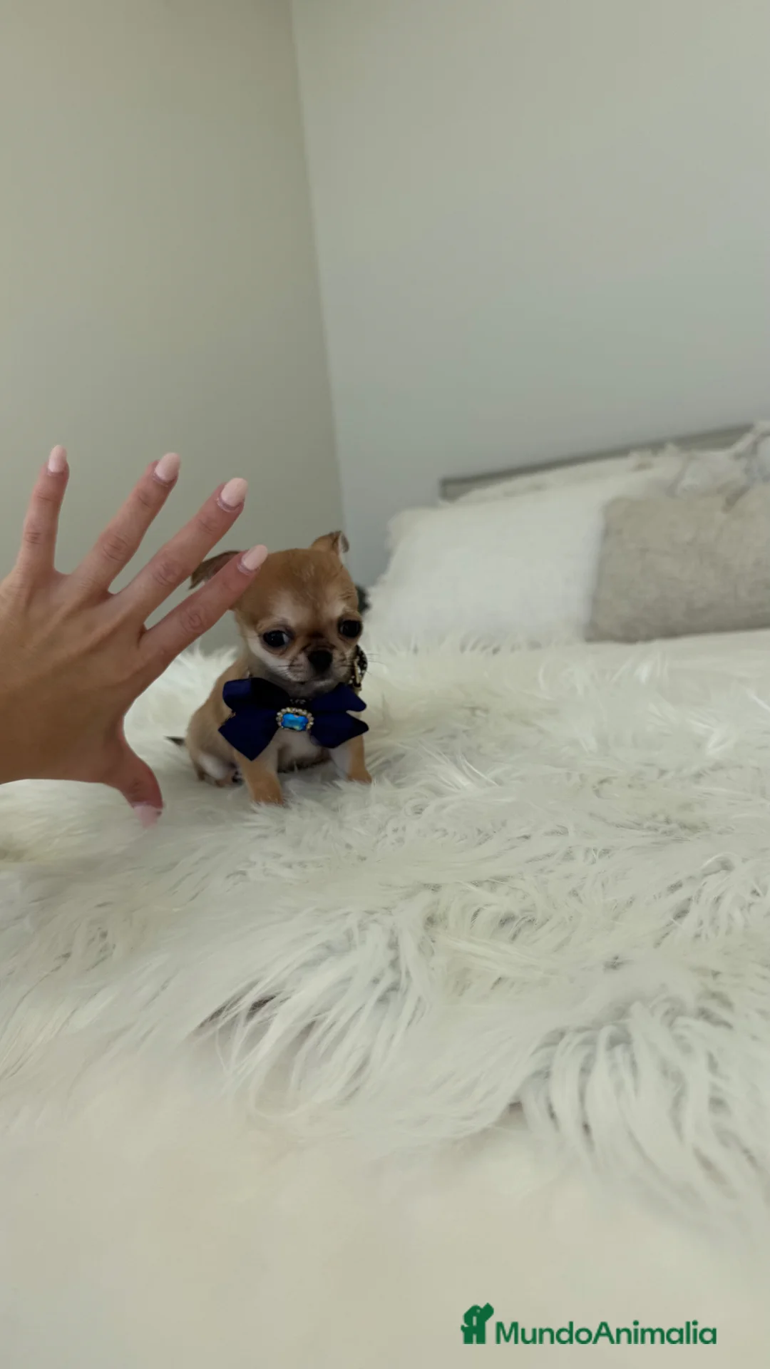 Chihuahua perros en venta: Chihuahua mini - Anuncio 1