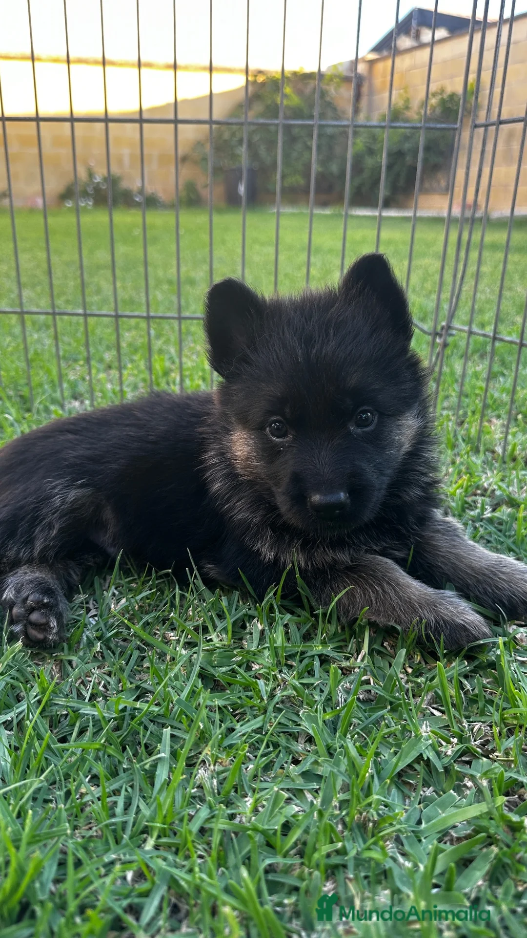 Pastor Alemán perros en venta: Cachorros pastor aleman - Anuncio 2