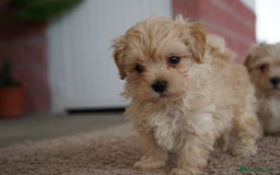 Maltipoo perros en venta: 🐾 Manolo, Jacinto y Paco – Hermanitos Maltipoo 🐾 - Imagen 4