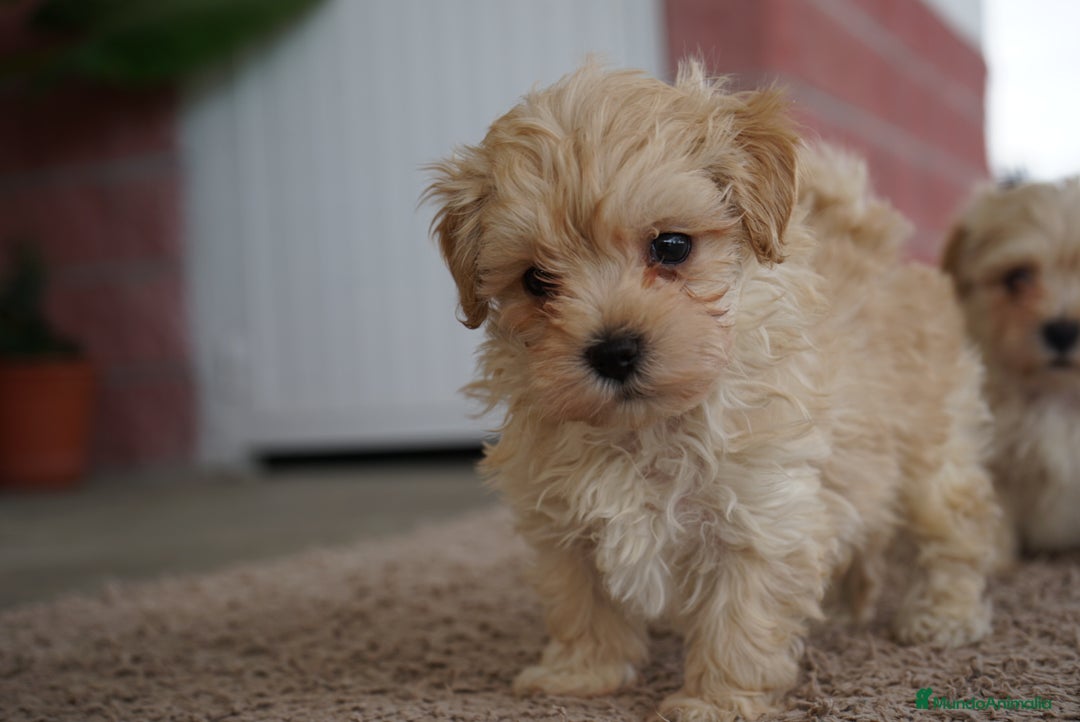 Maltipoo perros en venta: 🐾 Manolo, Jacinto y Paco – Hermanitos Maltipoo 🐾 - Imagen 4