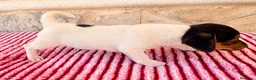 Jack Russell Terrier perros en venta: Jack Russell terrier  - Anuncio 7