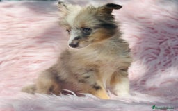 Perro Pastor de las Shetland perros en venta: PASTOR DE SHETLAND HEMBRA MERLE - Imagen 1