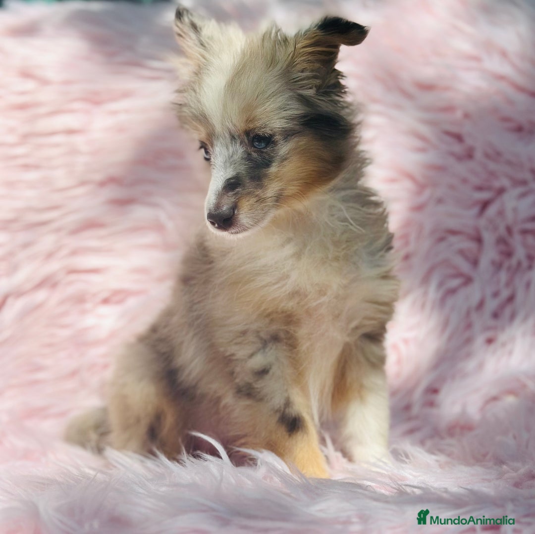 Perro Pastor de las Shetland perros en venta: PASTOR DE SHETLAND HEMBRA MERLE - Imagen 1
