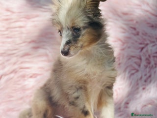 Perro Pastor de las Shetland perros - Anuncio 2