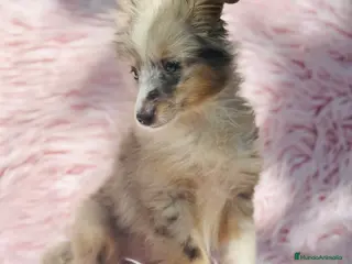 Perro Pastor de las Shetland perros PASTOR DE SHETLAND HEMBRA MERLE - Anuncio 2