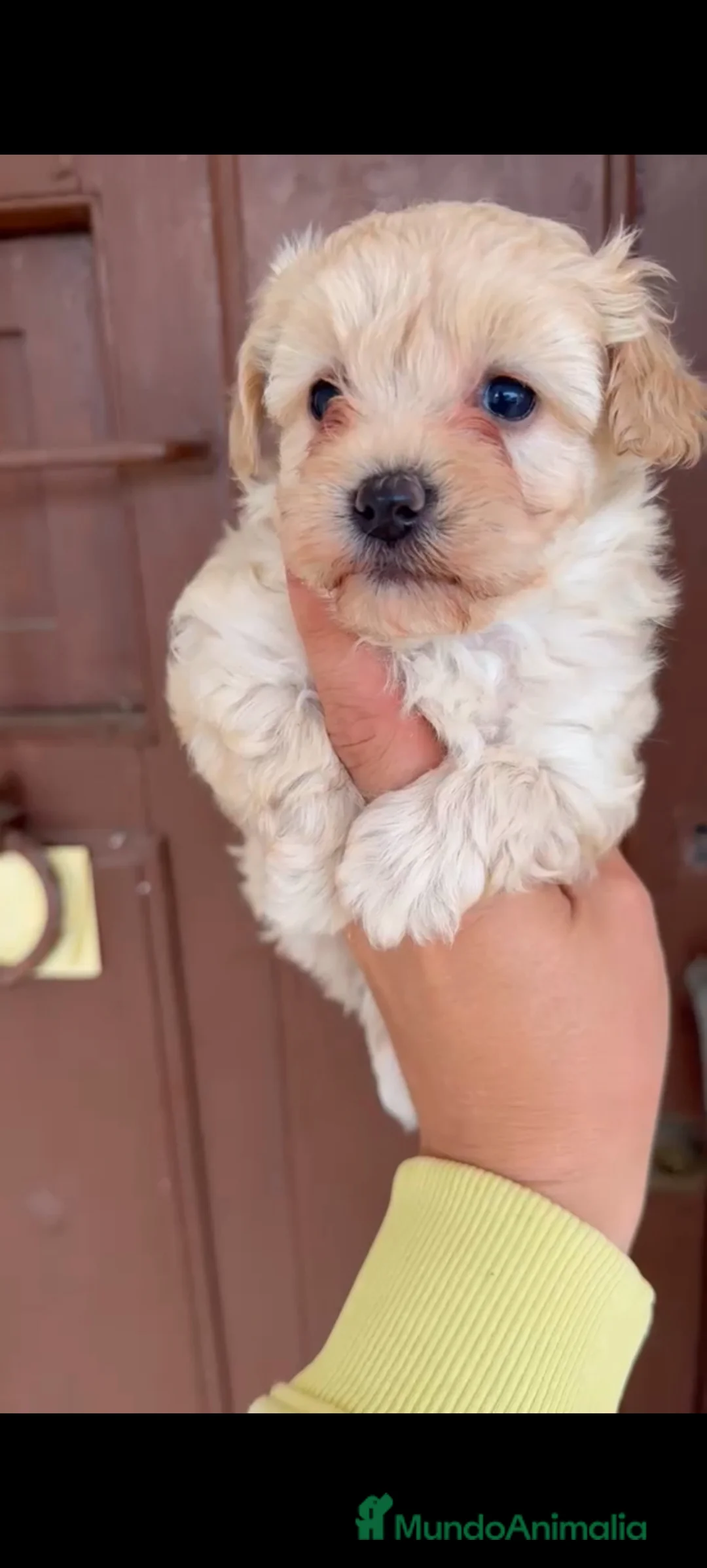 Maltipoo perros en venta: Maltipoo hembra y macho disponible  en Sevilla - Anuncio 2