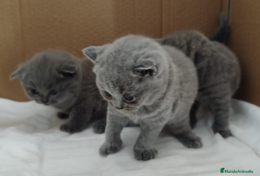 Británico de Pelo Corto Azul gatos en venta: British Shorthair super bonitos - Imagen 4