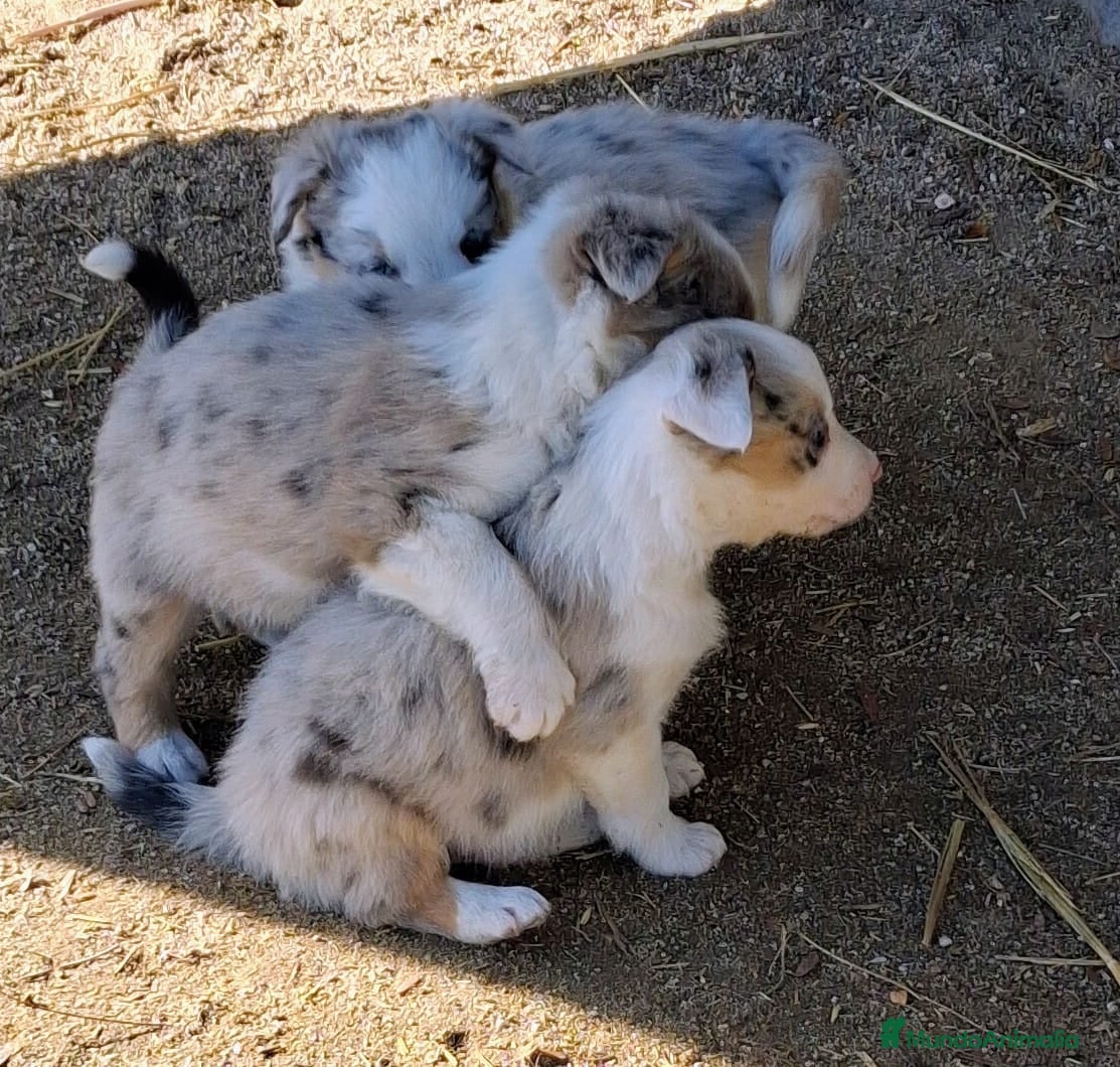 Border Collie perros Boder collie Getafe  - Anuncio 1