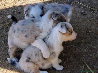 Border Collie perros Boder collie Getafe - Anuncio 1