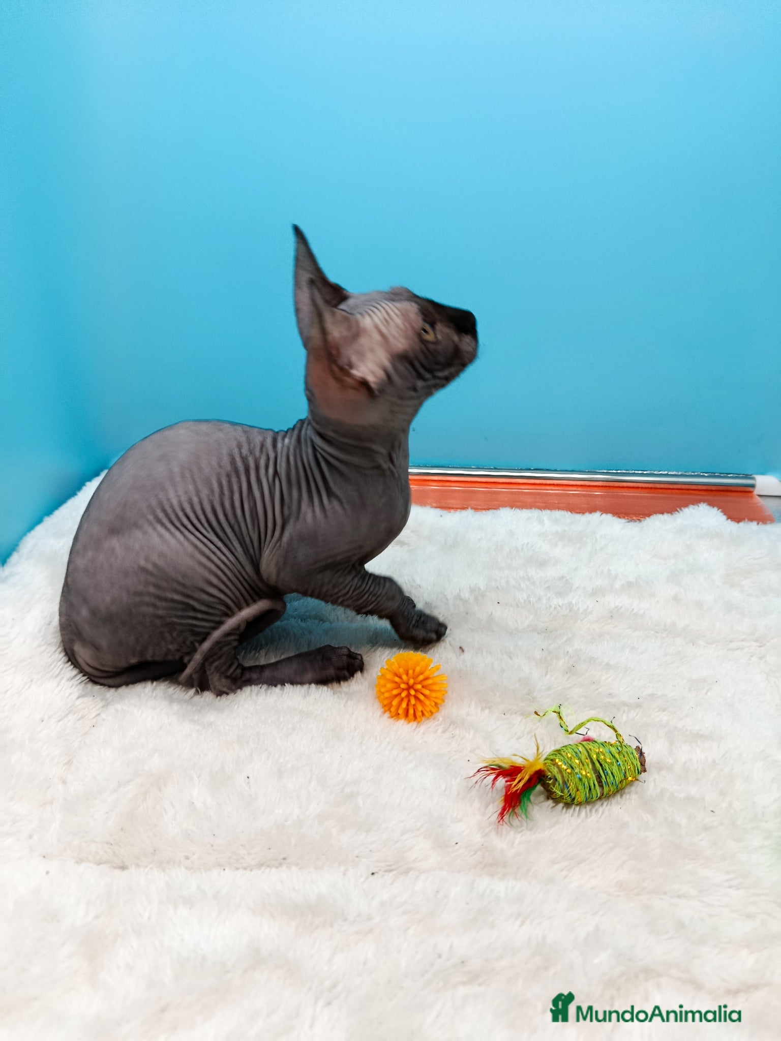 Sphynx gatos en venta: Preciosa gatitos egipcios  - Anuncio 7