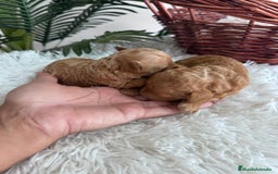 Caniche Toy perros en venta: CANICHE TOY - Imagen 3
