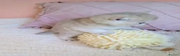 Británico de Pelo Corto gatos en venta: Gatito British golden shorthair pura raza en Tarragona - Anuncio 3