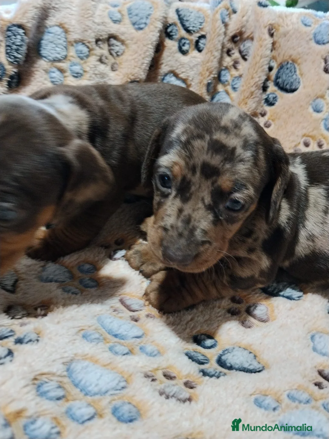 Teckel Miniatura perros en venta: Teckel mini  - Anuncio 2