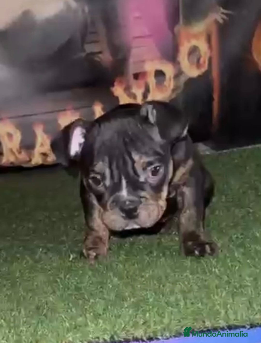 American Bully perros en venta: Preciosa hembra American Bully  - Anuncio 1