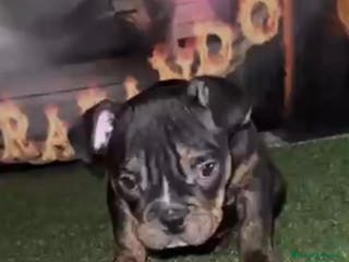 American Bully perros Preciosa hembra American Bully - Anuncio 1