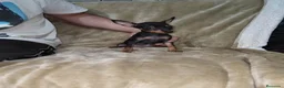 Pinscher Miniatura perros en venta: Pinscher miniatura negro fuego🐶🐾 - Anuncio 3