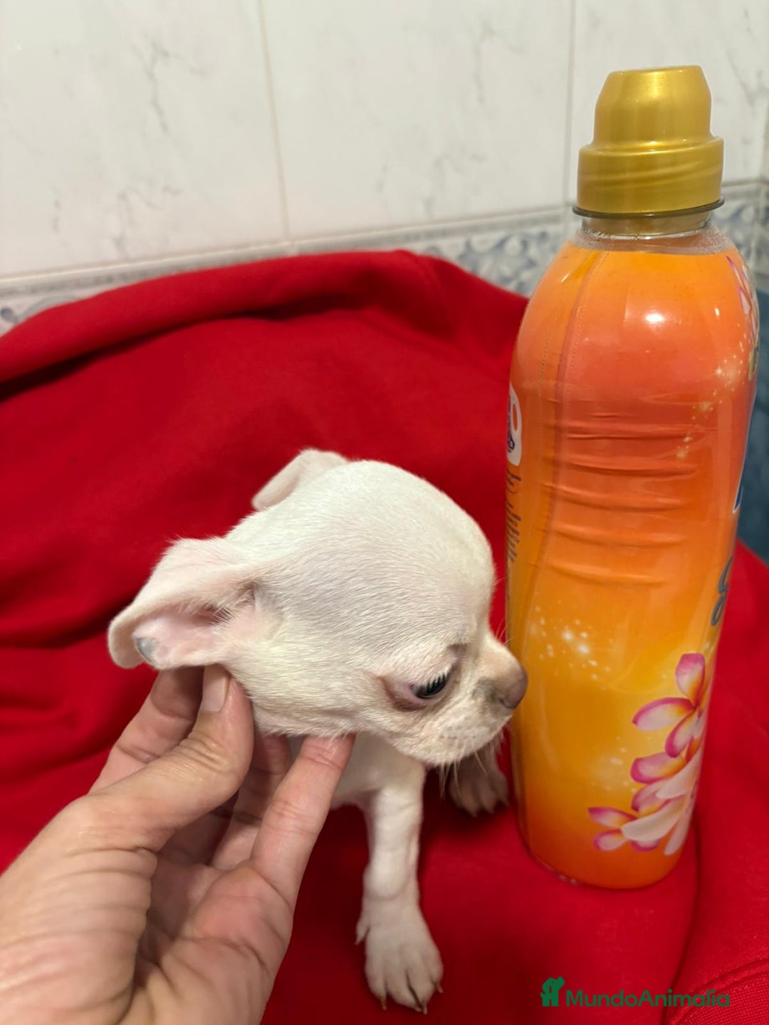 Chihuahua perros en venta: Chihuahua toy blanco - Anuncio 9