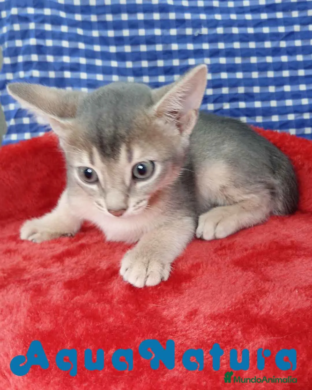 Abisinio gatos en venta:  Abisinio Macho de Mia 4176 - AQUANATURA en Barcelona - Anuncio 3