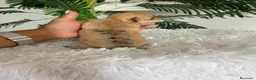 Chihuahua perros en venta: CHIHUAHUA  - Anuncio 16