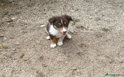 Border Collie perros en venta: Cachorros border collie chocolate - Imagen 2