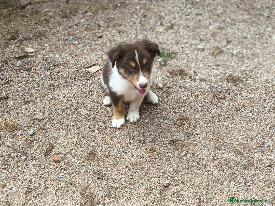 Border Collie perros en venta: Cachorros border collie chocolate - Imagen 2