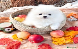 Pomerania perros en venta: Pomerania Blanco, cría familiar - Anuncio 3