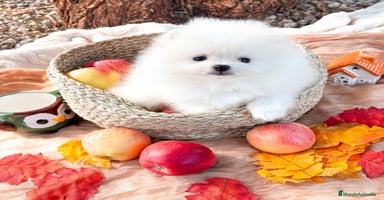 Pomerania perros - Anuncio 2